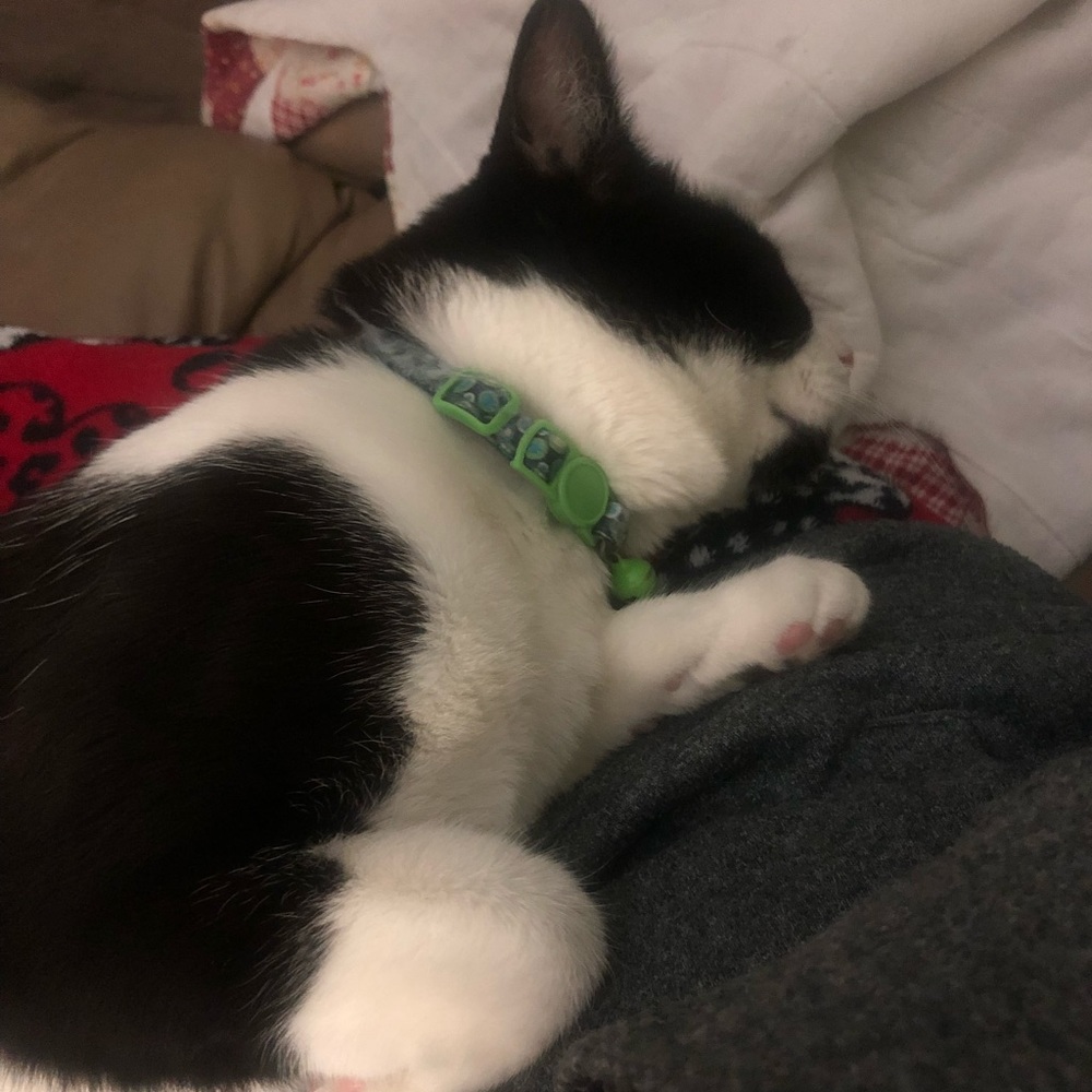 Meet your Posher, Bridgett